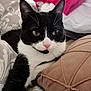 Alba participe au concours pour gagner de l'argent avec cette photo : cat, black_and_white_cat, pet, feline, bed, pillow, blanket, indoor, resting, close_up, whiskers, pink_nose, fur, animal, cute, cozy, domestic, relaxed, portrait, soft_texture