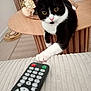 cat, tuxedo_cat, remote_control, couch, paw, table, books, flower_arrangement, indoor, wooden_table, curious, pet, black_and_white, cozy, living_room, furniture, close_up, domestic_cat, home, playful