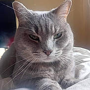 Bella a rejoint le concours — aidez-le/la à gagner de superbes lots ! cat, grey_cat, whiskers, pet, feline, close_up, indoor, resting, soft_light, blanket, fur, cute, animal, domestic_animal, portrait, relaxed, paw, sleepy, cozy, companion