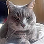 animal, blanket, cat, close_up, companion, cozy, cute, domestic_animal, feline, fur, grey_cat, indoor, paw, pet, portrait, relaxed, resting, sleepy, soft_light, whiskers