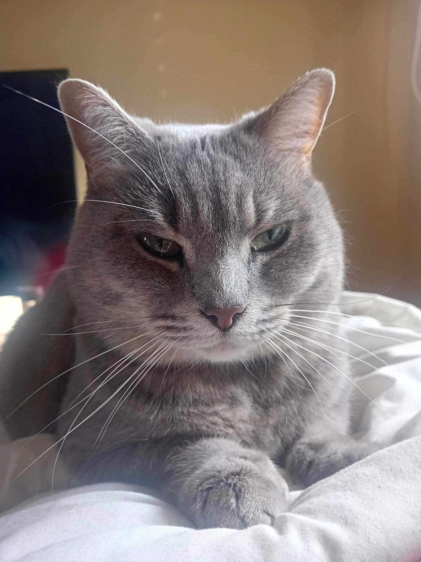 Bella a rejoint le concours — aidez-le/la à gagner de superbes lots ! cat, grey_cat, whiskers, pet, feline, close_up, indoor, resting, soft_light, blanket, fur, cute, animal, domestic_animal, portrait, relaxed, paw, sleepy, cozy, companion