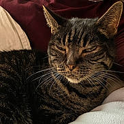 Chipie a rejoint le concours — aidez-le/la à gagner de superbes lots ! cat, tabby, pet, animal, close_up, whiskers, fur, relaxed, resting, indoors, soft, blanket, cozy, sleepy, face, ears, comfort, domestic_animal, mammal, feline