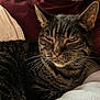 cat, tabby, pet, animal, close_up, whiskers, fur, relaxed, resting, indoors, soft, blanket, cozy, sleepy, face, ears, comfort, domestic_animal, mammal, feline