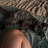 Benny joined the competition — help win amazing prizes! cat, gray_cat, bed, blanket, legs, human, skin, fingernails, resting, indoor, curious, pet, fur, soft_texture, sleepy, comfort, relaxation, closeup, animal, domestic