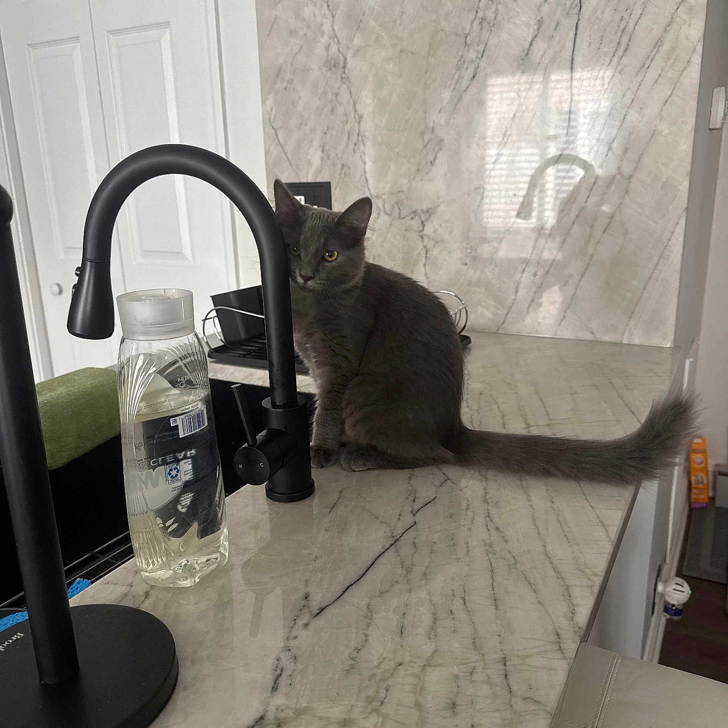 Benny joined the competition — help win amazing prizes! cat, gray_cat, marble_countertop, kitchen, faucet, water_bottle, indoor, reflection, window, modern, pet, animal, sitting, curious, clean, home, appliance, counter, tail, domestic_cat
