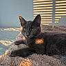 gray_cat, cat, pet, animal, feline, fluffy_blanket, sunlight, shadow, window_blinds, indoor, relaxed, yellow_eyes, soft_texture, cozy, resting, fur, portrait, warm_light, sleepy, calm