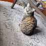 Bella joined the competition — help win amazing prizes! cat, tabby_cat, indoor, rug, furniture, coffee_table, floor, relaxed, pet, animal, domestic_cat, fur, whiskers, ears, eyes, home, cozy, pattern, wood_floor, two_cats