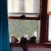 Bella joined the competition — help win amazing prizes! cat, cats, windowsill, window, blinds, curtain, sunlight, indoor, pet, feline, relaxing, fur, domestic_animal, resting, nature_view, house, daylight, cozy, animal, two_cats