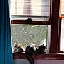 cat, cats, windowsill, window, blinds, curtain, sunlight, indoor, pet, feline, relaxing, fur, domestic_animal, resting, nature_view, house, daylight, cozy, animal, two_cats