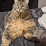 Bella joined the competition — help win amazing prizes! cat, tabby, fluffy, pet, animal, bed, blanket, indoor, feline, fur, relaxed, cute, whiskers, tail, paw, resting, domestic, sleepy, cozy, comfortable