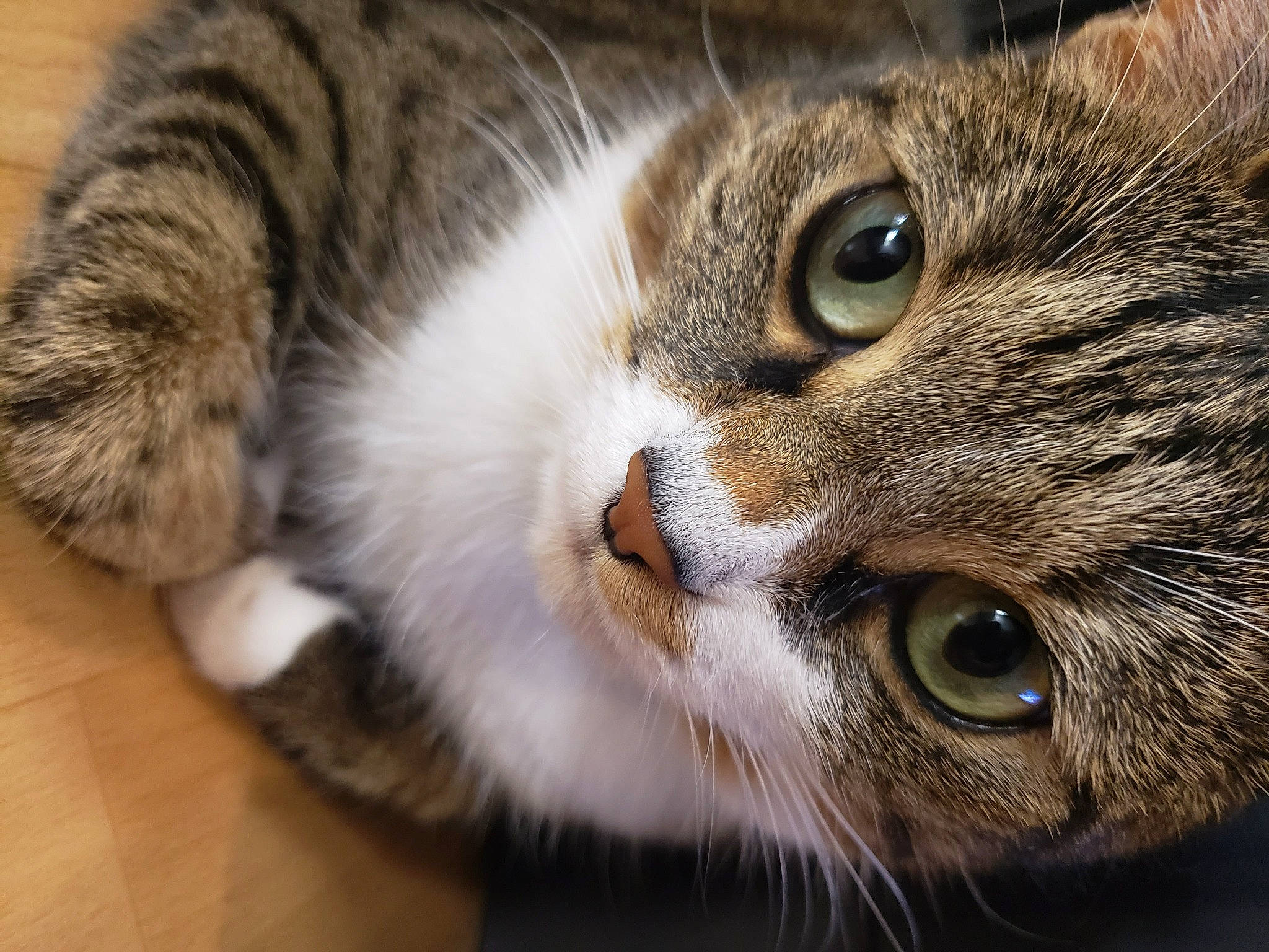 Louna participe au concours pour gagner de l'argent avec cette photo : carnivore, cat, close_up, curious, domestic_short_haired_cat, ear, felidae, fur, small_to_medium_sized_cats, snout, terrestrial_animal, whiskers