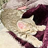 Luna Sky joined the competition — help win amazing prizes! kitten, cat, sleeping, napping, tabby, feline, pet, fur, cozy, blanket, soft, cute, paw, resting, indoors, animal, whiskers, relaxation, comfort, domestic