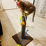 kitten, cat, scratching_post, toy, feathers, floor, collar, indoor, pet, curious, playful, feline, young_cat, looking, balanced, colorful, tile_floor, closeup, domestic_animal, cute