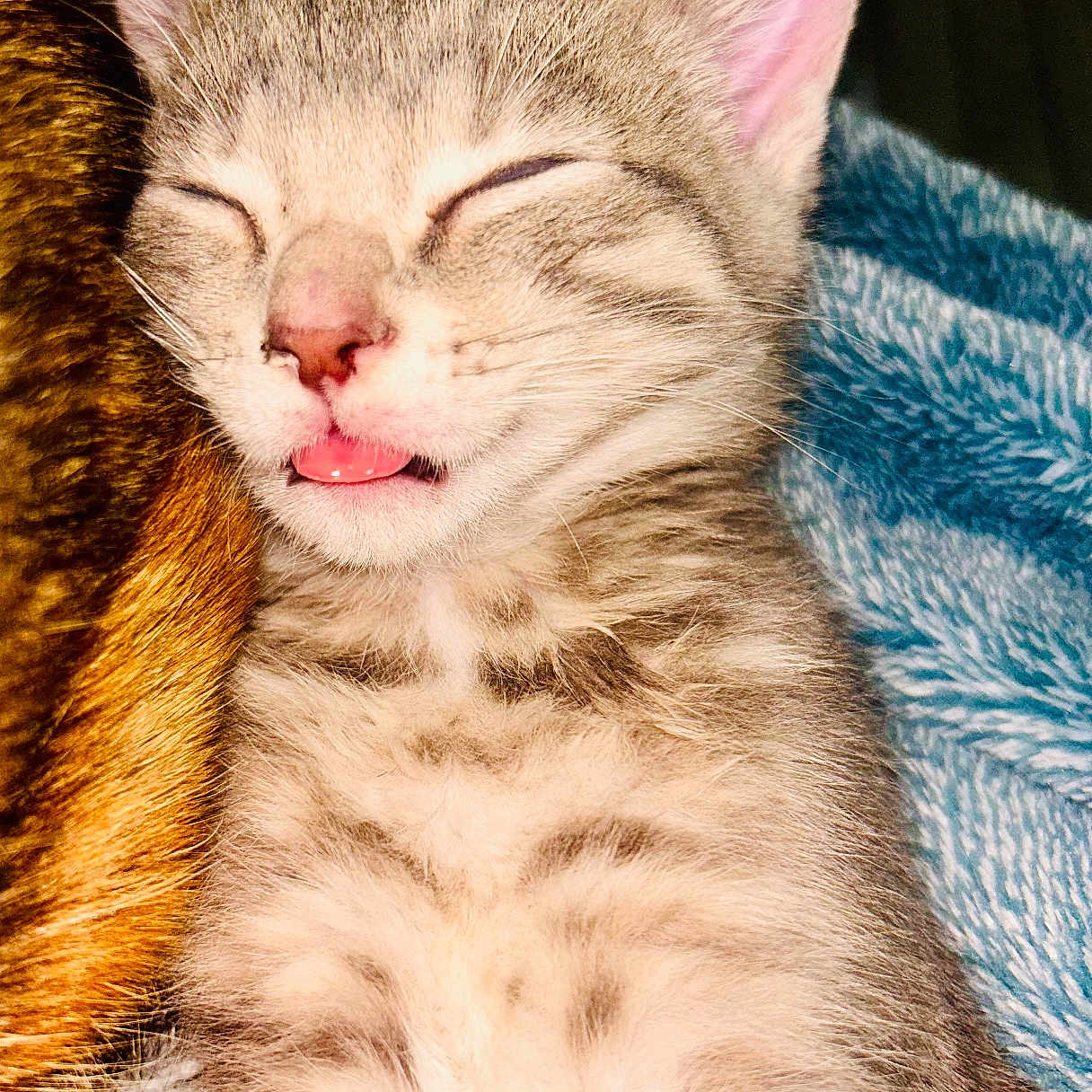 Luna Sky is registered to the contest to win money with this photo: kitten, cat, sleeping, tongue_out, furry, cozy, blanket, close_up, cute, pet, animal, striped, whiskers, ears, relaxed, snuggling, soft, domestic_cat, mammal, young