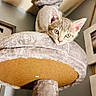 Luna Sky is registered to the contest to win money with this photo: kitten, cat, cat_tree, indoor, pet, feline, curious, perch, soft_texture, wall, framed_picture, cozy, ears, whiskers, animal, young_cat, looking, furniture, home, domestic_cat