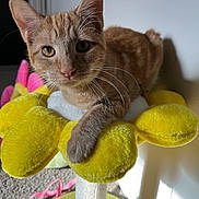 Chai is registered to the contest to win money with this photo: cat, kitten, orange_tabby, plush, flower_perch, pet, indoor, whiskers, curious, feline, soft_light, closeup, animal, cute, paw, fur, relaxed, toy, carpet, shadow
