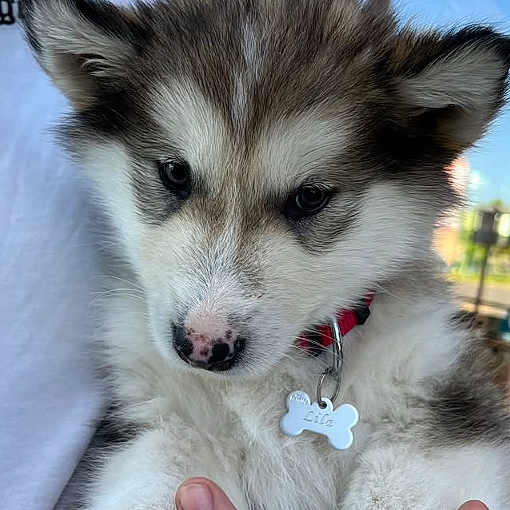Lila