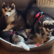 Lila a rejoint le concours — aidez-le/la à gagner de superbes lots ! puppy, dog, husky, pet, animal, bed, harness, indoor, floor, cute, fur, sleeping, resting, three, siblings, cozy, warm, adorable, canine, companions