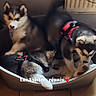 puppy, dog, husky, pet, animal, bed, harness, indoor, floor, cute, fur, sleeping, resting, three, siblings, cozy, warm, adorable, canine, companions