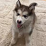 Lila participe au concours pour gagner de l'argent avec cette photo : puppy, dog, canine, pet, fur, happy, playful, carpet, indoors, cute, animal, ears, tail, mouth_open, young, friendly, domestic_animal, floor, smiling, portrait