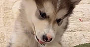 Lila participe au concours pour gagner de l'argent avec cette photo : puppy, dog, fluffy, playful, paw, indoor, carpet, floor, brown, white, cute, pet, young, animal, fur, ears, collar, nose, tongue, texture
