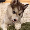 puppy, dog, fluffy, playful, paw, indoor, carpet, floor, brown, white, cute, pet, young, animal, fur, ears, collar, nose, tongue, texture