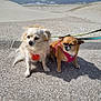 animal, beach, canine, coast, daytime, dog, harness, leash, nature, ocean, outdoor, pavement, pet, sand, side_by_side, sitting, small_dog, sunlight, two_dogs, waves
