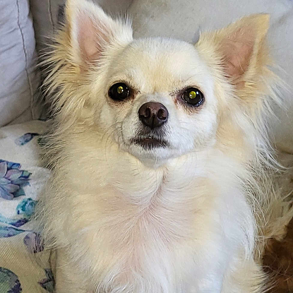Rosie participe au concours pour gagner de l'argent avec cette photo : animal, calm, canine, close_up, companion, couch, cute, dog, domestic_animal, ears, eyes, fluffy, fur, household, indoors, nose, pet, portrait, sitting, white_dog