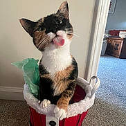 Penny joined the competition — help win amazing prizes! cat, calico_cat, tongue_out, pet, animal, indoor, holiday_bucket, red_bucket, white_fur_trim, carpet, doorway, furniture, living_room, playful, cute, small_animal, whiskers, paws, curious, household