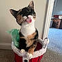 cat, calico_cat, tongue_out, pet, animal, indoor, holiday_bucket, red_bucket, white_fur_trim, carpet, doorway, furniture, living_room, playful, cute, small_animal, whiskers, paws, curious, household