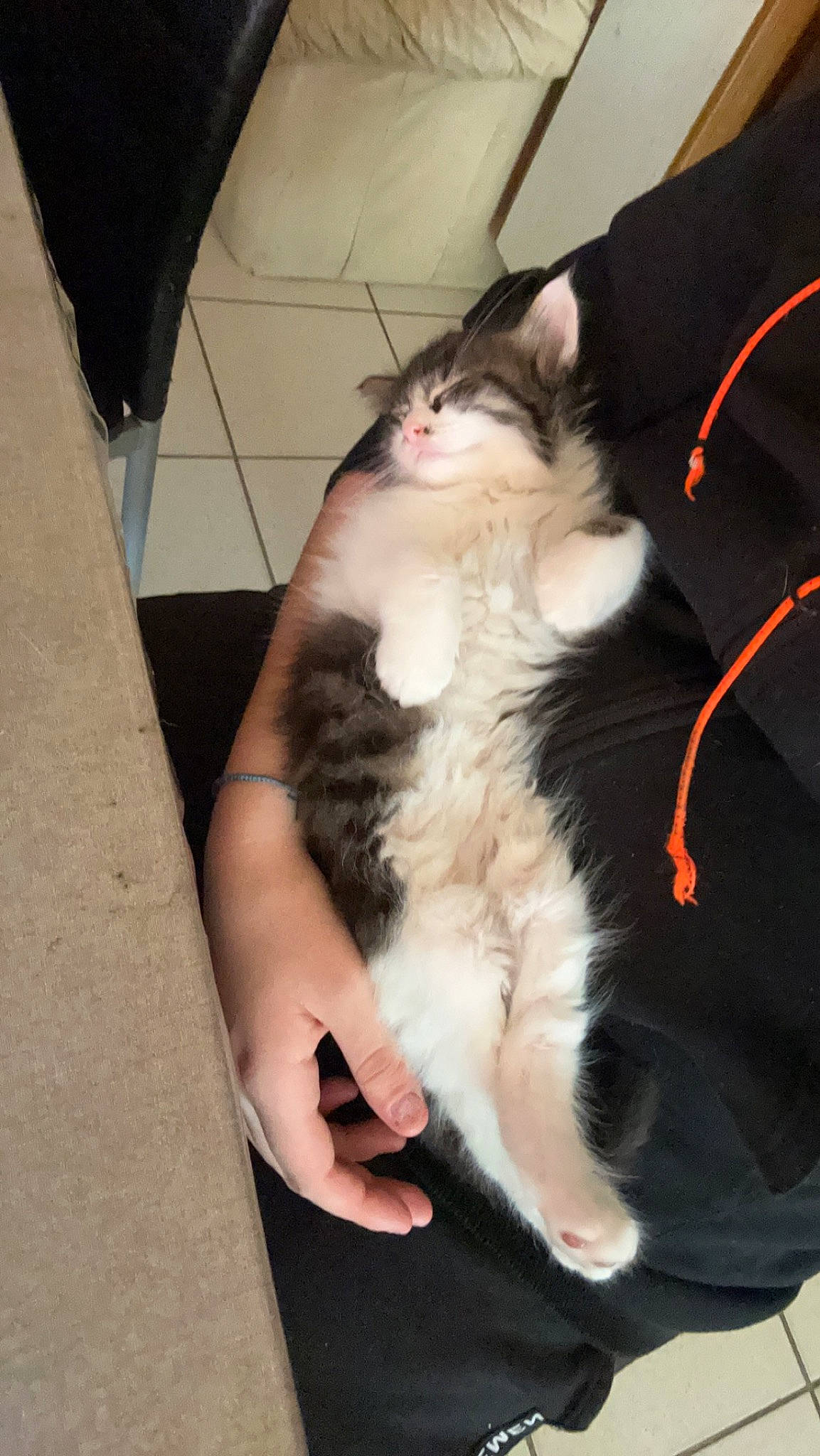 Nao participe au concours pour gagner de l'argent avec cette photo : carnivore, cat, comfort, companion_dog, dog_breed, domestic_short_haired_cat, felidae, foot, formal_wear, fur, gesture, human_leg, knee, lap, paw, sitting, small_to_medium_sized_cats, tail, thigh, whiskers