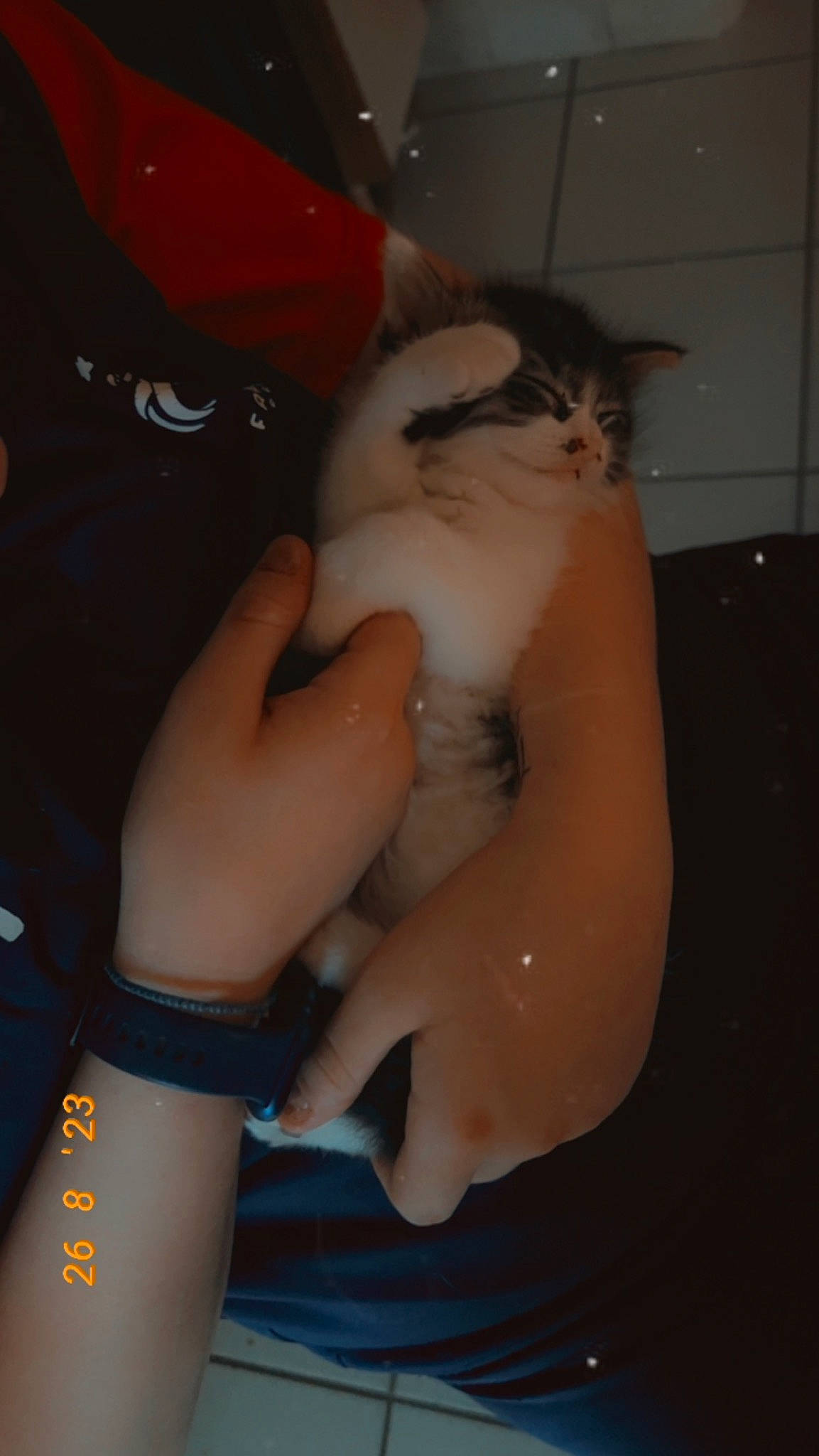 Nao a rejoint le concours — aidez-le/la à gagner de superbes lots ! abdomen, cat, chest, elbow, electric_blue, felidae, finger, foot, fur, gesture, human_leg, lap, nail, small_to_medium_sized_cats, tail, thigh, thumb, trunk, whiskers, wrist