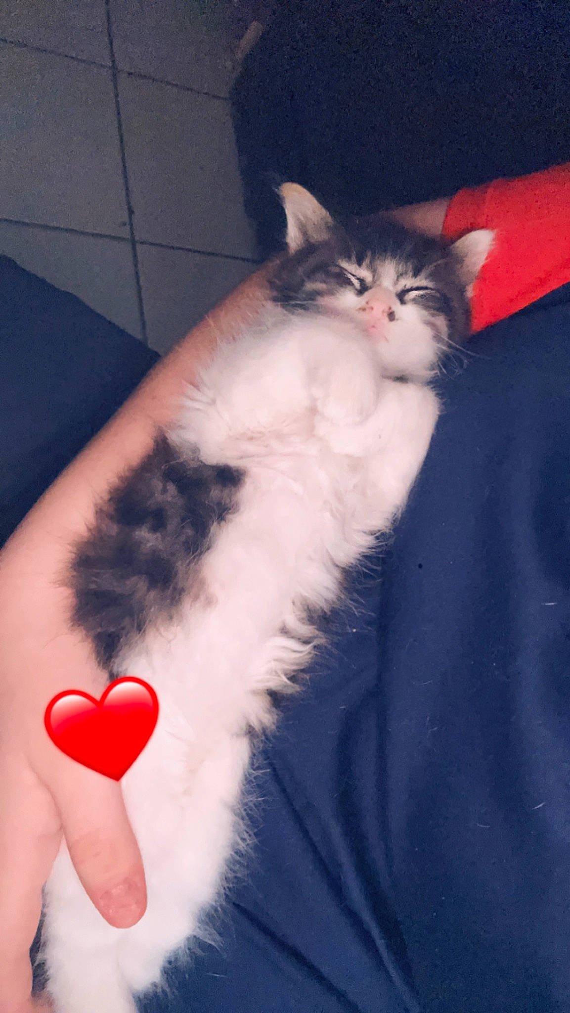 Nao a rejoint le concours — aidez-le/la à gagner de superbes lots ! carmine, carnivore, cat, domestic_short_haired_cat, event, felidae, foot, formal_wear, fur, gesture, happy, heart, human_leg, lap, nail, paw, sitting, small_to_medium_sized_cats, tail, whiskers