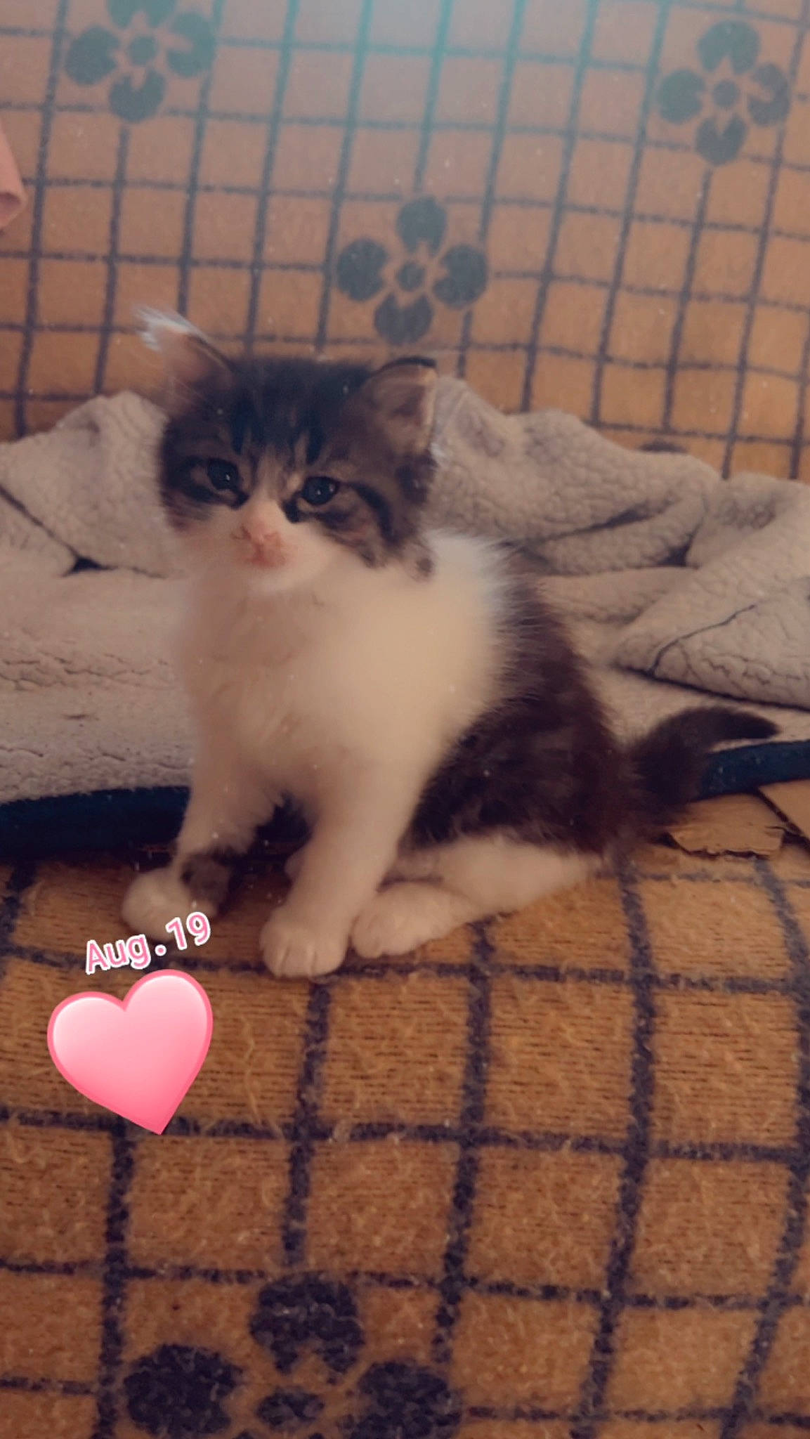 Nao participe au concours pour gagner de l'argent avec cette photo : carnivore, cat, claw, comfort, domestic_short_haired_cat, event, fawn, felidae, flooring, foot, fur, happy, heart, mesh, paw, small_to_medium_sized_cats, snout, tail, terrestrial_animal, whiskers