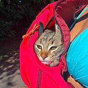 Ulysse participe au concours pour gagner de l'argent avec cette photo : adventure, animal, backpack, cat, closeup, cozy, curious, face, fur, greenery, holding, nature, outdoor, person, pet, red, sunlight, turquoise_clothing, whiskers, zipper