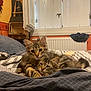 Ulysse a rejoint le concours — aidez-le/la à gagner de superbes lots ! animal, bed, blanket, cat, cozy, cuddle, cute, domestic, ears, eyes, feline, fur, indoor, kitten, pets, resting, sleepy, tabby, whiskers, young