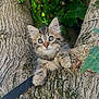 animal, bark, cat, closeup, curious, cute, fur, greenery, kitten, leaves, mammal, nature, outdoor, paw, pet, playful, tree, whiskers, wildlife, young