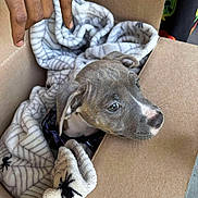 Coco is registered to the contest to win money with this photo: puppy, dog, cardboard_box, blanket, hand, pet, animal, cute, cozy, indoor, young_dog, brown, white, fur, ears, nose, eyes, snout, domestic_animal, comfort