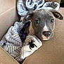 Coco is registered to the contest to win money with this photo: puppy, dog, cardboard_box, blanket, spider_pattern, pet, cute, animal, young_dog, indoors, cozy, fur, ears, nose, whiskers, looking_up, brown, gray, white, hand