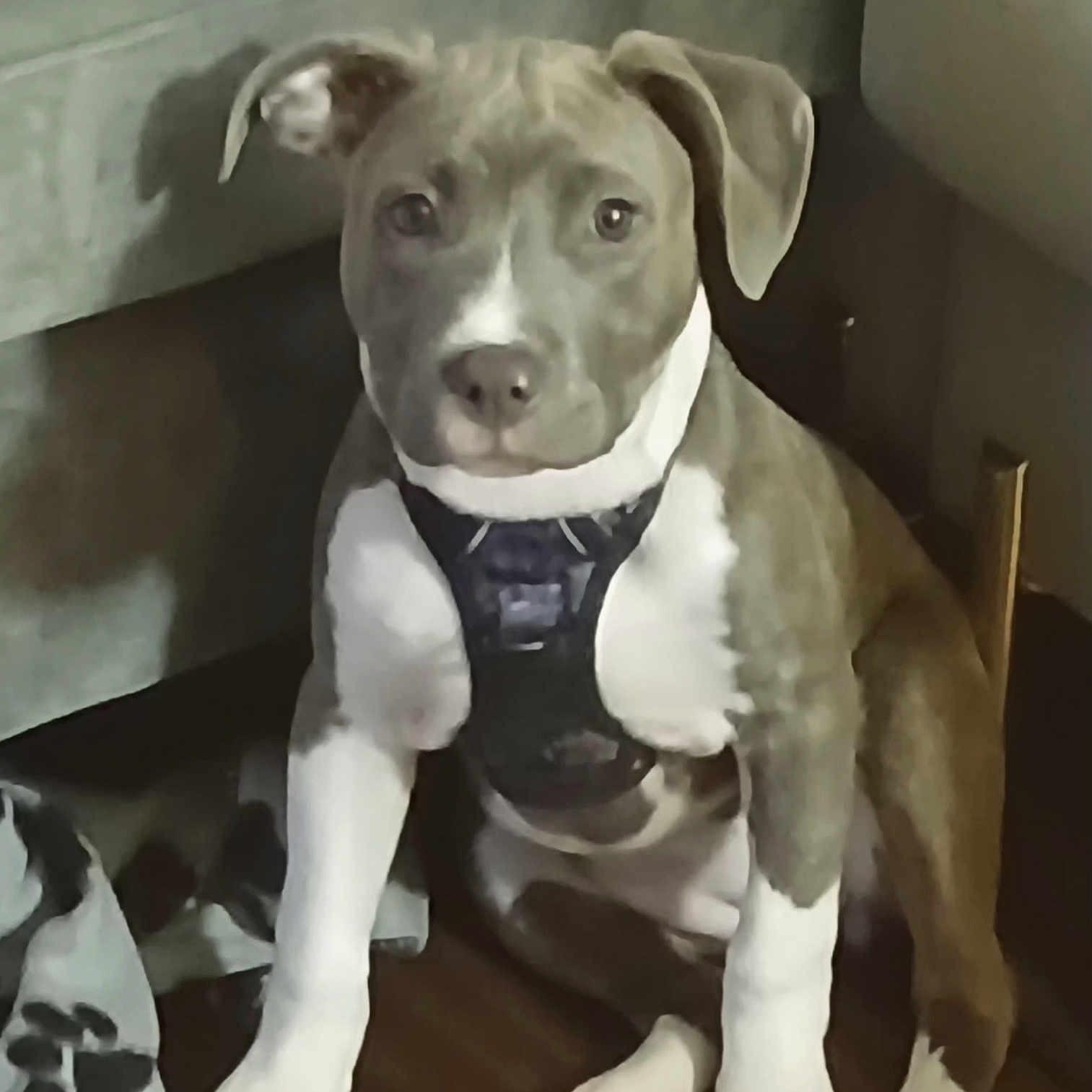 Coco is registered to the contest to win money with this photo: animal, blanket, brown, calm, cute, dog, domestic, ears, floor, fur, harness, indoor, looking, paw, pet, puppy, sitting, white, wooden_floor, young