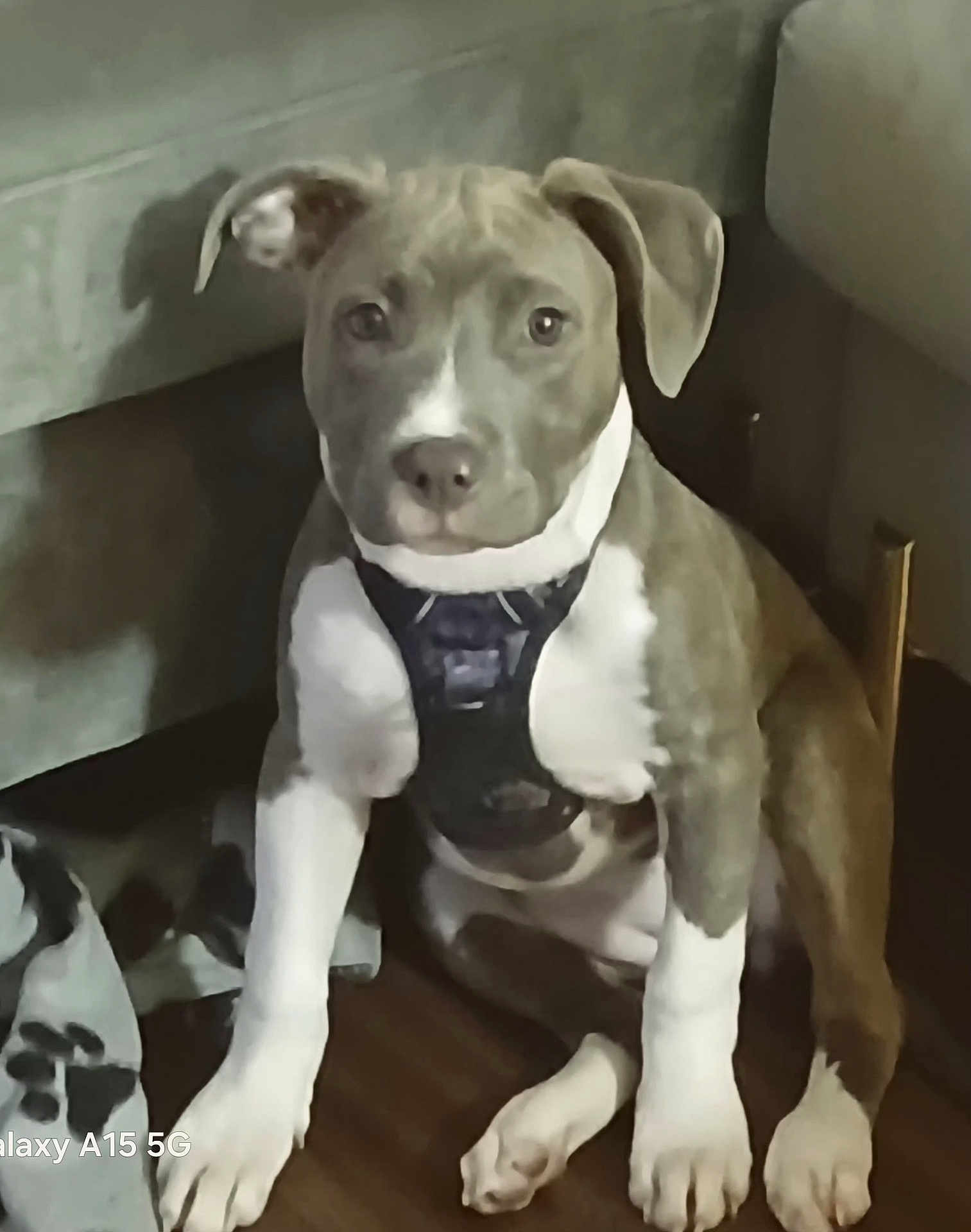 Coco is registered to the contest to win money with this photo: puppy, dog, indoor, floor, blanket, harness, pet, animal, brown, white, sitting, cute, young, looking, calm, fur, ears, paw, wooden_floor, domestic