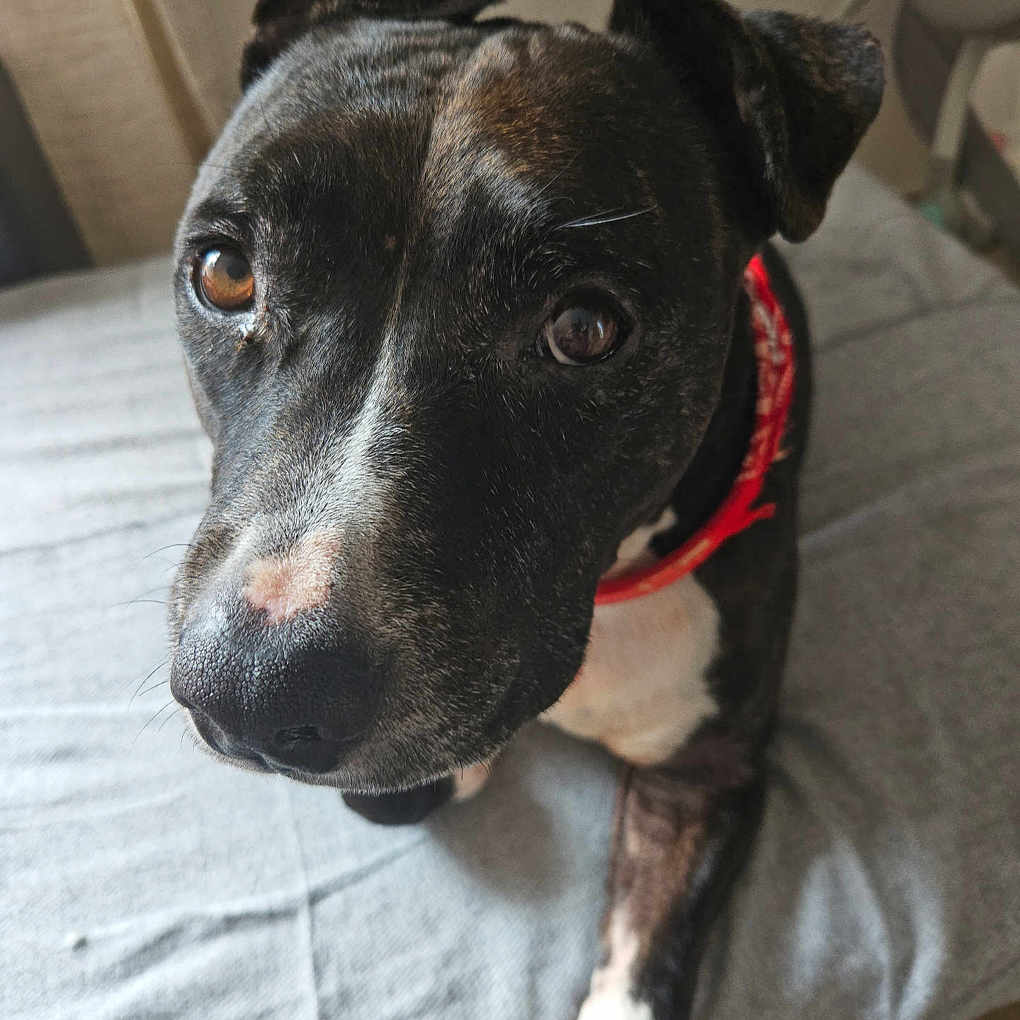 Myley participe au concours pour gagner de l'argent avec cette photo : animal, bed, black_and_white, canine, close_up, collar, curious, dog, domestic_animal, fur, indoor, looking_up, mammal, nose, one_ear_down, one_ear_up, pet, portrait, resting, whiskers