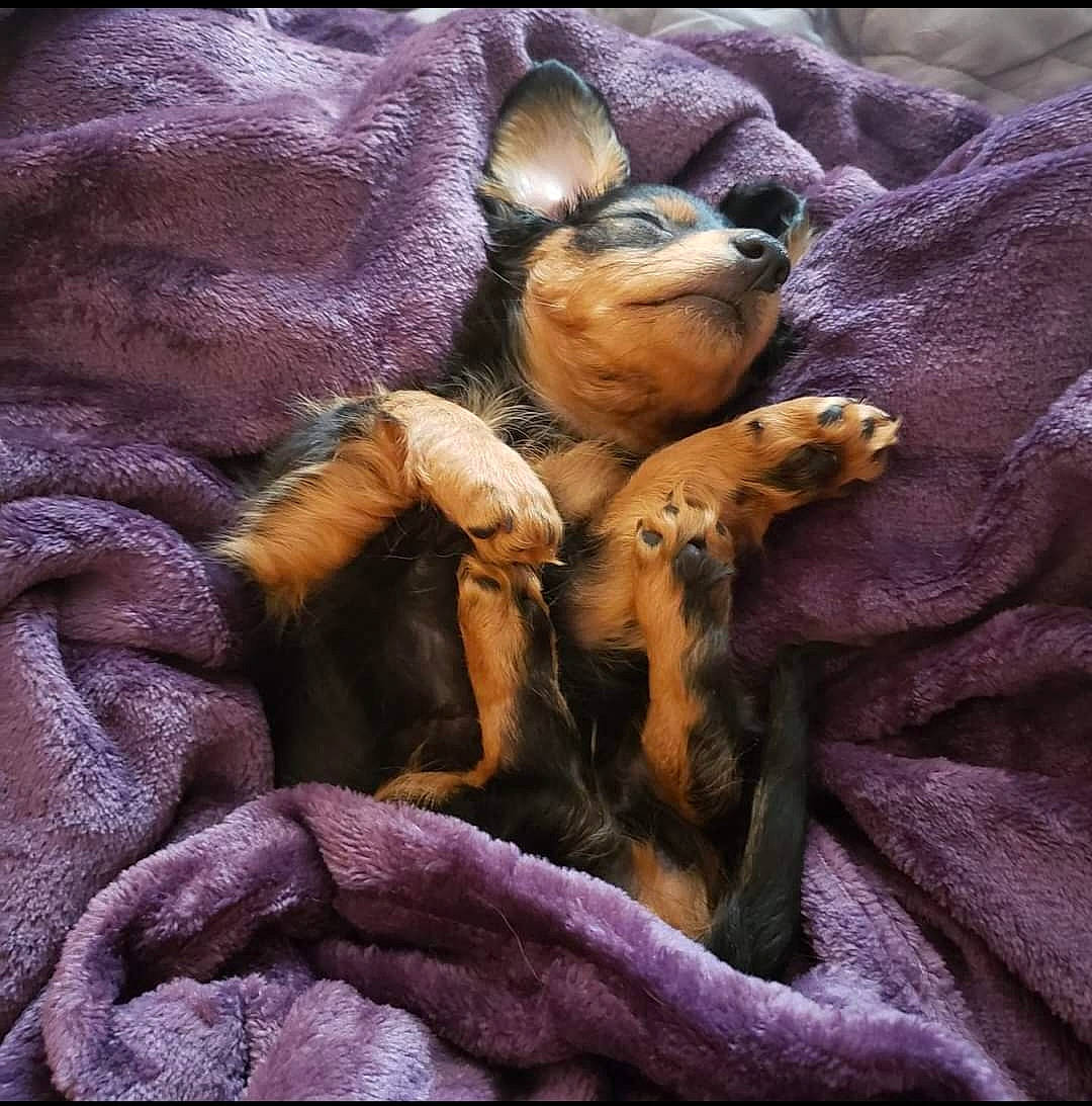 Harley joined the competition — help win amazing prizes! art, canidae, carnivore, comfort, companion_dog, dog, dog_breed, fawn, fur, liver, nap, paw, purple, sporting_group, terrestrial_animal, toy_dog, violet, whiskers, wood, working_animal