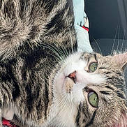Dumpling is registered to the contest to win money with this photo: animal, belly, car_interior, cat, cats, close_up, cuddling, feline, fur, green_eyes, lying_down, pet, pink_nose, portrait, seat, striped_fur, sunlight, tabby, upside_down, whiskers