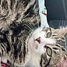 animal, belly, car_interior, cat, cats, close_up, cuddling, feline, fur, green_eyes, lying_down, pet, pink_nose, portrait, seat, striped_fur, sunlight, tabby, upside_down, whiskers