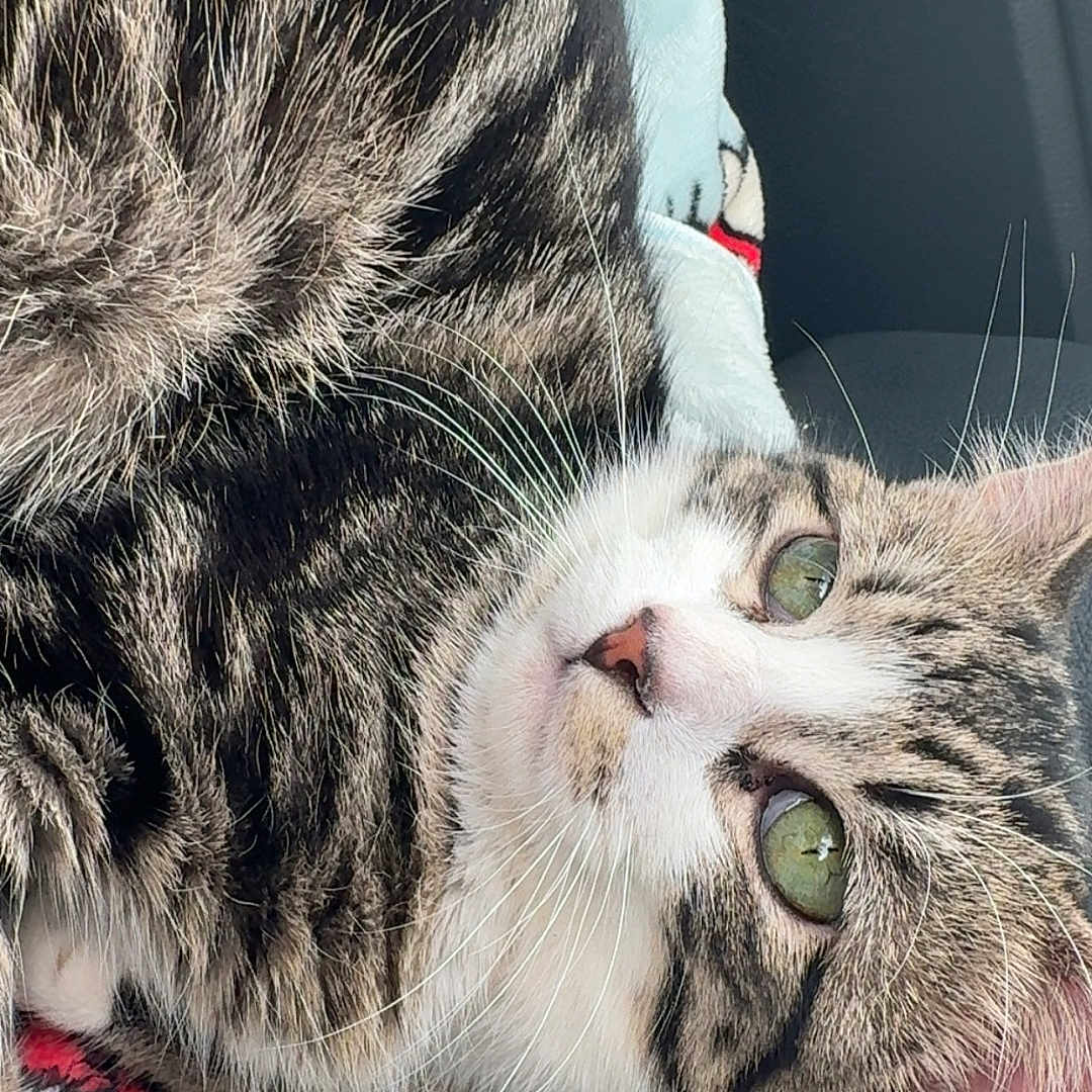 Dumpling