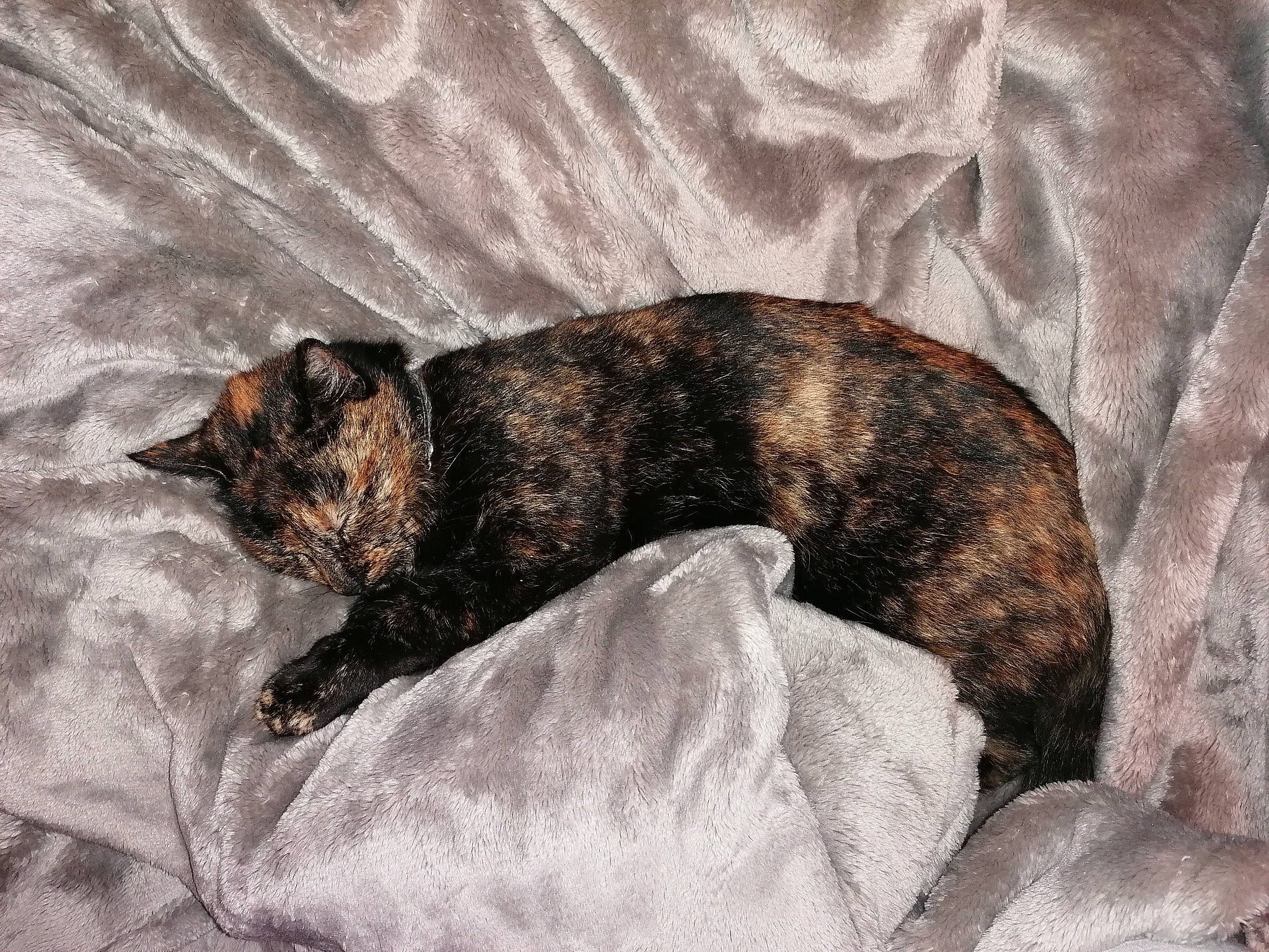 Caline a rejoint le concours — aidez-le/la à gagner de superbes lots ! canidae, carnivore, cat, claw, comfort, dog_breed, domestic_short_haired_cat, felidae, fur, grey, linens, nap, paw, small_to_medium_sized_cats, snout, sporting_group, tail, terrestrial_animal, whiskers, wildlife