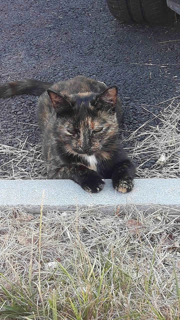 Caline participe au concours pour gagner de l'argent avec cette photo : asian, carnivore, cat, domestic_short_haired_cat, european_shorthair, eye, felidae, fur, grass, kitten, kurilian_bobtail, polydactyl_cat, sitting, small_to_medium_sized_cats, snout, tabby_cat, whiskers, wild_cat