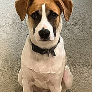 Benny joined the competition — help win amazing prizes! dog, pet, animal, brown, white, collar, sitting, carpet, indoor, cute, ears, face, fur, canine, looking, domestic, young, friendly, portrait, companion