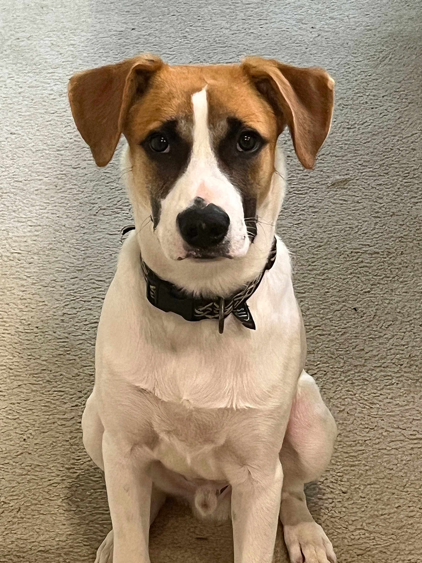 Benny joined the competition — help win amazing prizes! dog, pet, animal, brown, white, collar, sitting, carpet, indoor, cute, ears, face, fur, canine, looking, domestic, young, friendly, portrait, companion